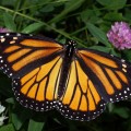 monarch-butterfly-female