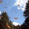 Monarchs flying at wintering site