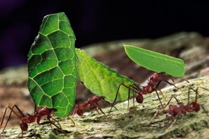 Leafcutter-ants