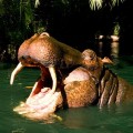 disneyland Jungle Cruise Hippo large